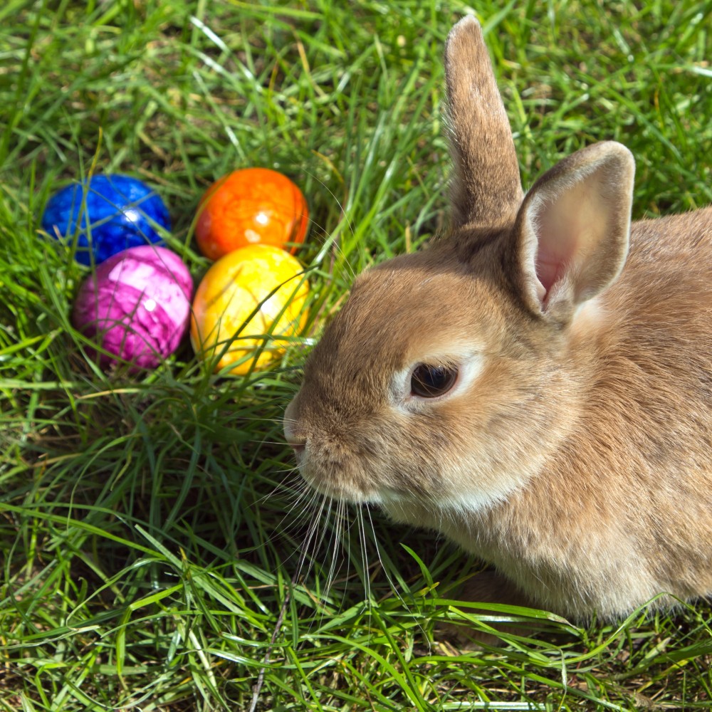 Frühstücksei Woche 15: Osterfrühstücksei